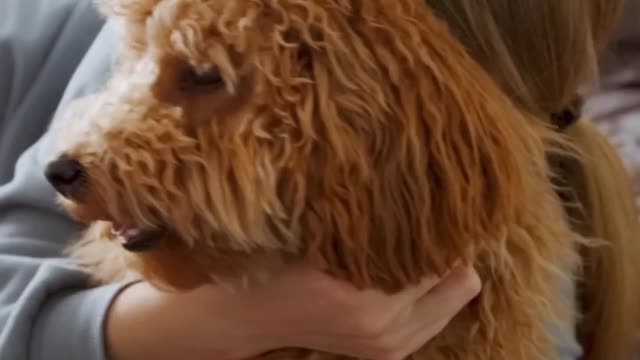 Lovely and cute dog