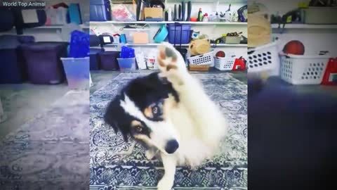 Dog funny video #Dancevideo