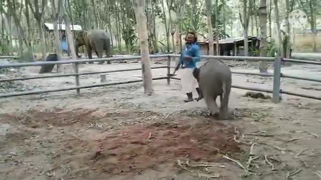 PRANK cute little elephants hug his master..