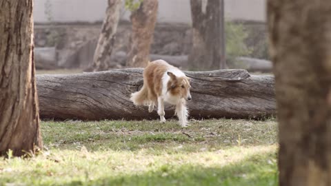 Dog jumping off a log