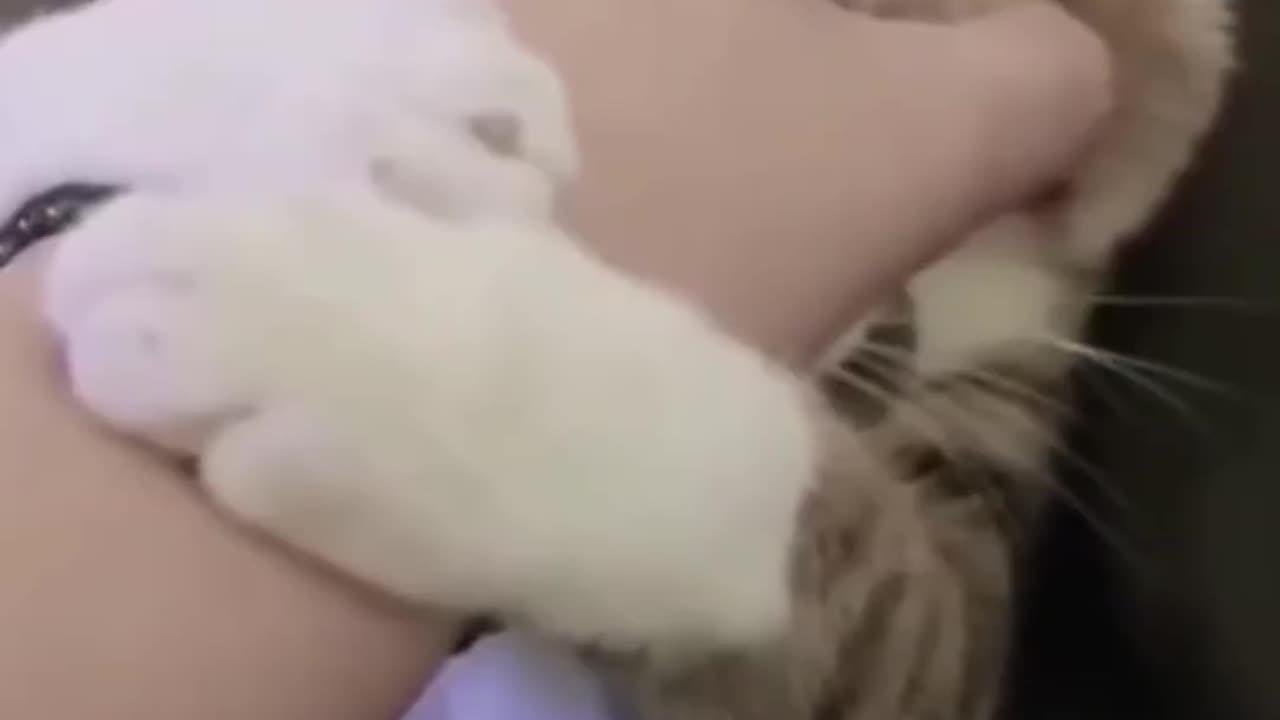 Cute funny Cate video #cutefunnycate #funnyvideo #funnycate