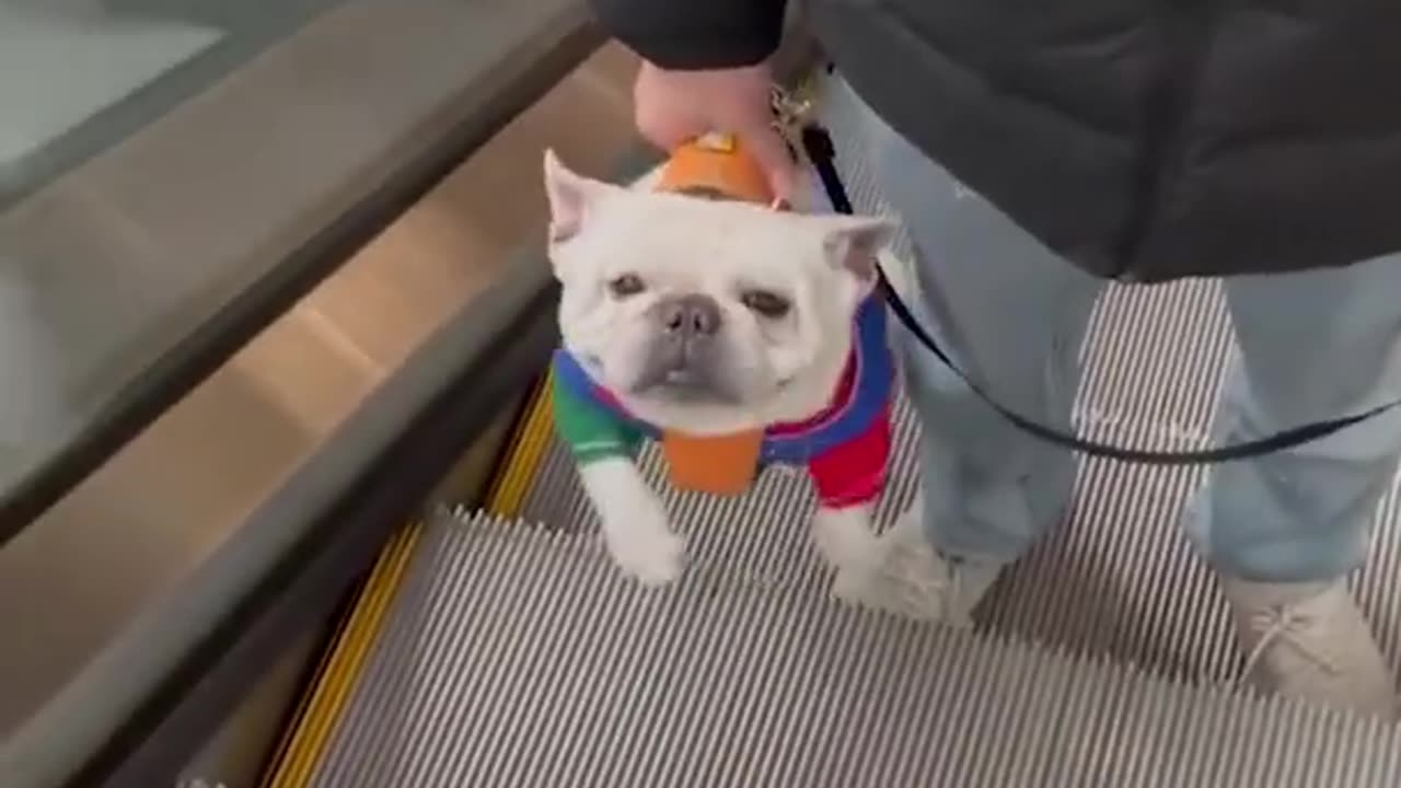 funny animals video cats and dogs