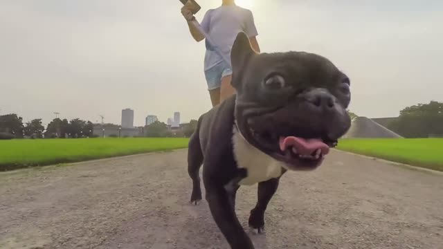 Funny Dog and Funny face