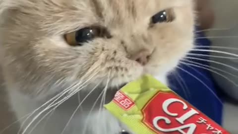 The prettiest cat when eating snacks(CIAO)