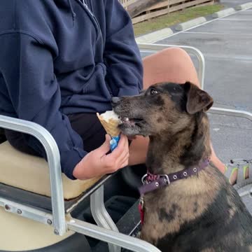 Stormy the Katahula dog!