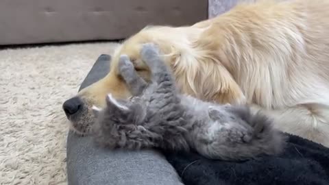 What does a Tiny Kitten do when It Finds a Sleeping Golden Retriever