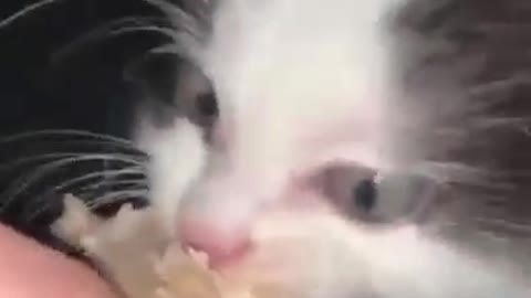 cat hungry kitten