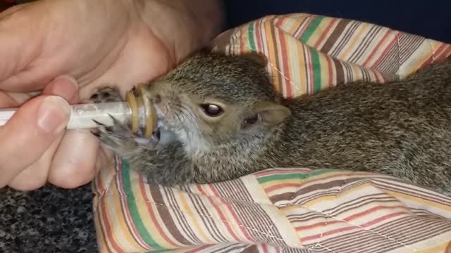 Squirrel Baby Jules
