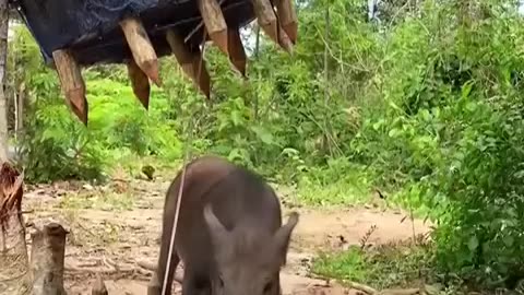 Making a trap to catch wild boar is not difficult, but will it be effective?