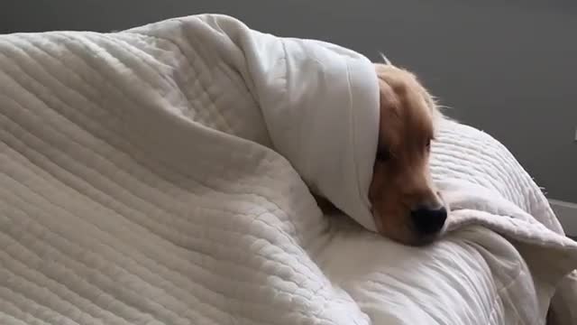 Lazy Golden Retriever refuses to get out of bed