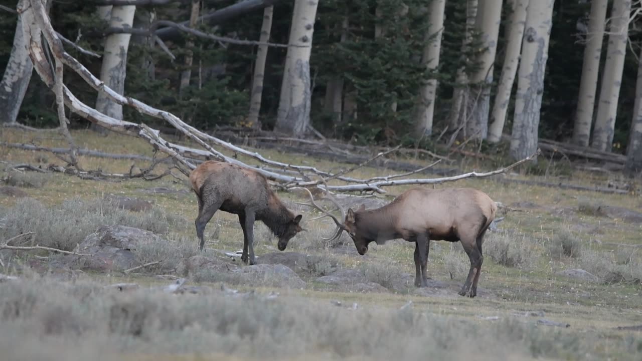 Elk engage in a sprawling