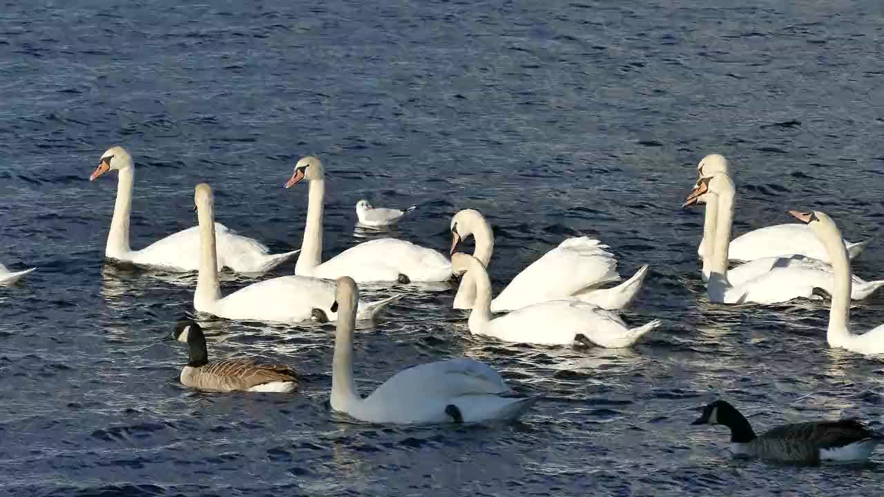 Cisnes em lagoa natureza Brazilian