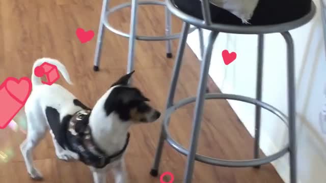 Bubbles for Duke