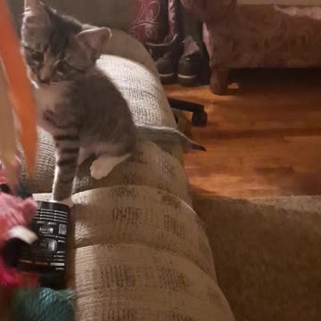 Slippers Our Rescue 1