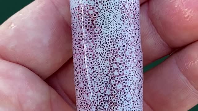 Mesmerizing Color Changing Squid