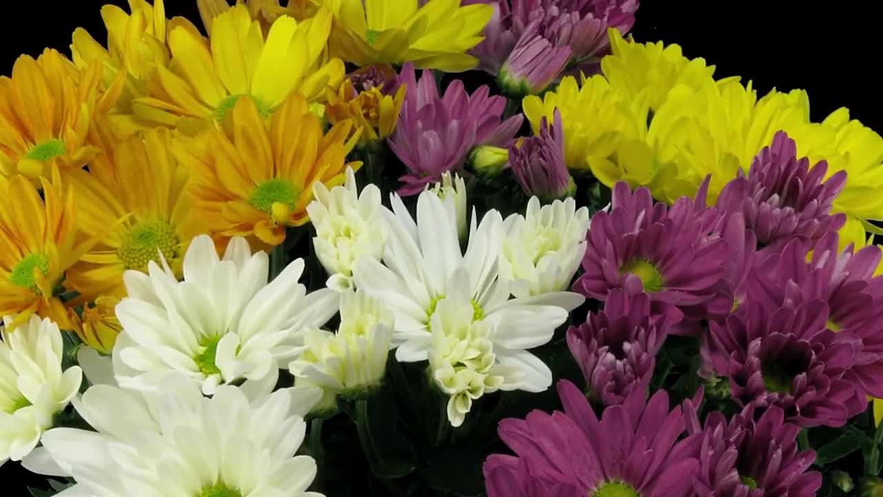 flowersvideo