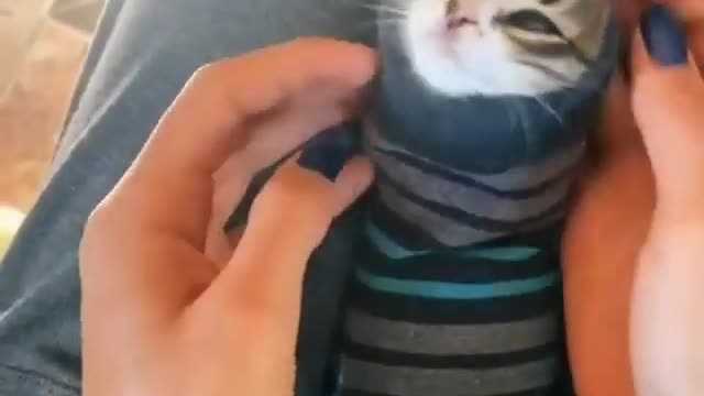 Adorable kitten loves wear clothes after