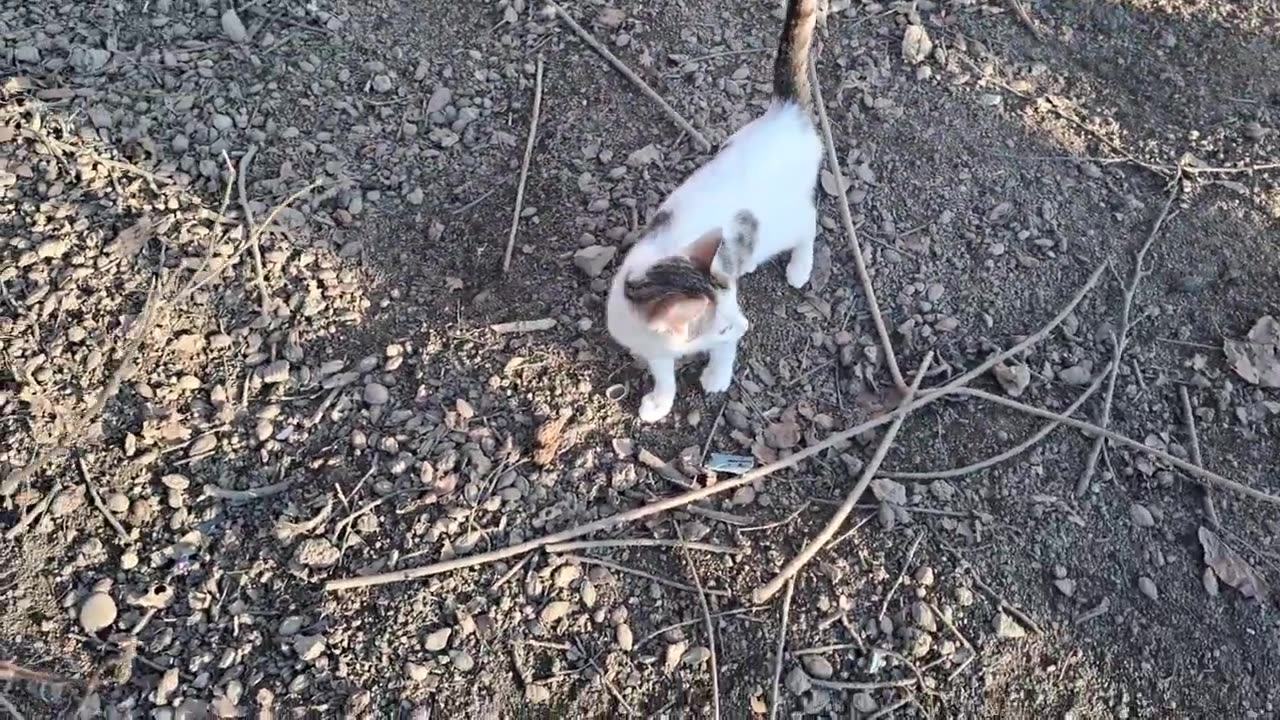 The chickens took the cat's food. Poor cat