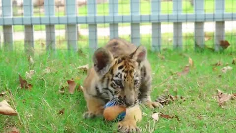 A playful tiger