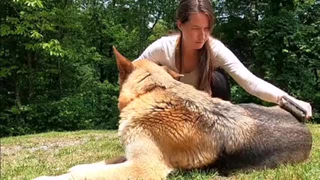 Video Of Woman Petting Dog