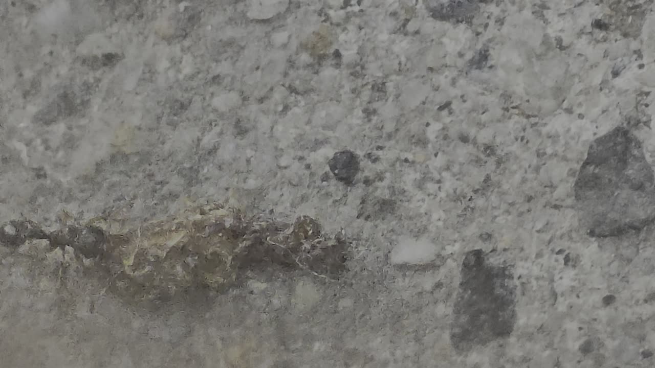 Ants Dragging something