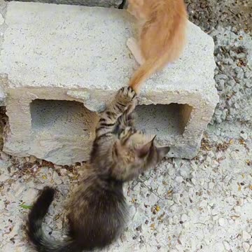 Two Friend Cats Playing