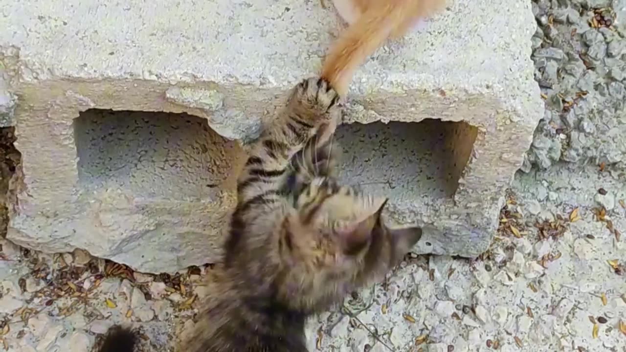 Two Friend Cats Playing