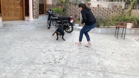 Public Reaction People Scared Of A Rottweiler In The Streets