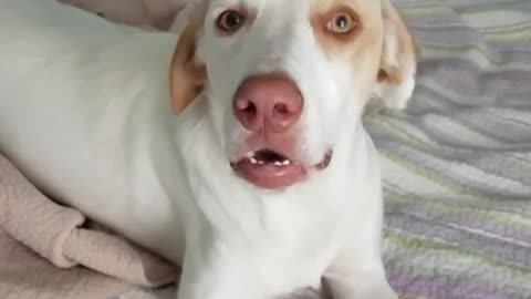 White tan dog sitting on blanket howls when owner asks whats wrong