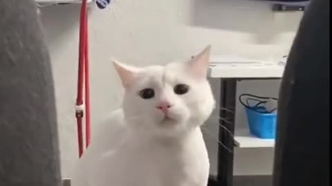 Cat funny video