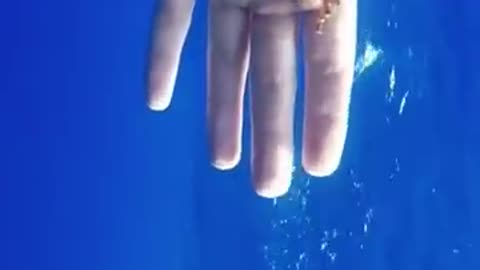 A seahorse surprise 😮