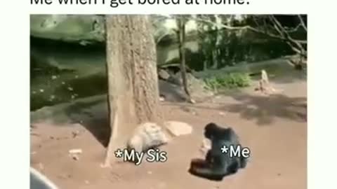 After teasing chimpangi run away🤣 like brother and sister relation bond