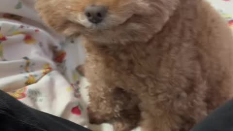 Smile dog wish