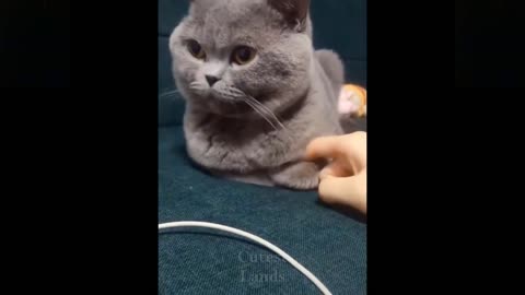 😂 Awesome Funny 🐶 Dogs And Cats 😸 - Funniest And Cute Pet Videos 💗