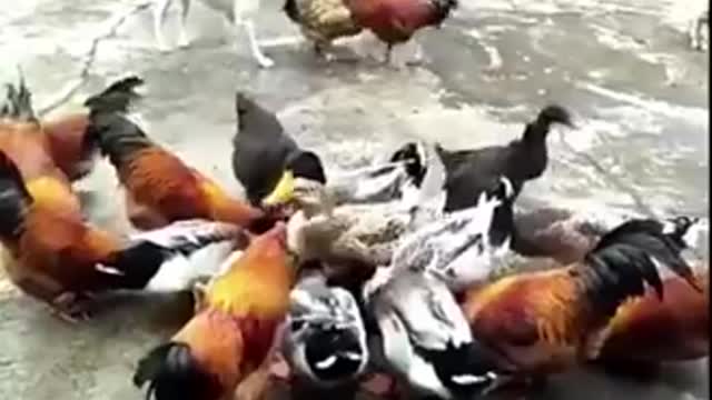 Perro es atacado x la banda los pollos jajaja 😂😂😂