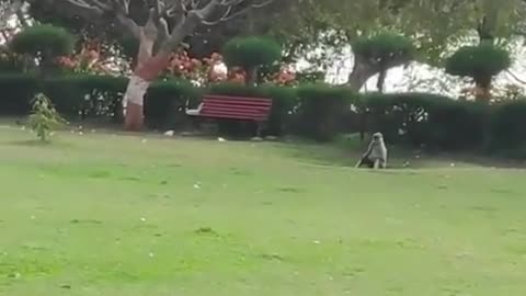 Monkey Copies Human Backflip | Funny Animal Immitation