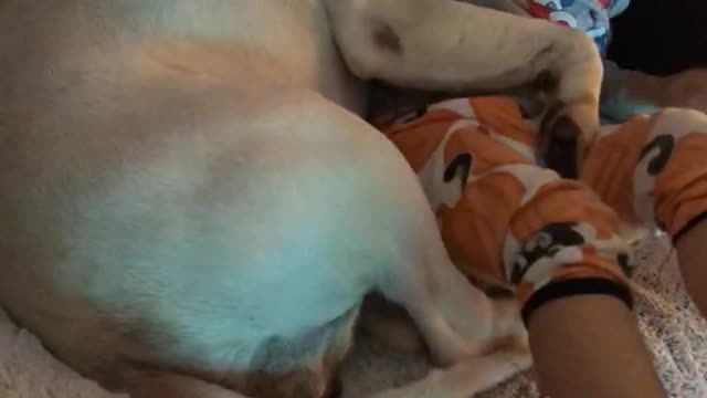 Family dog is putting a toddler to sleep