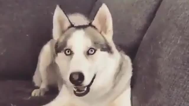 A crazy husky, barking incessantly