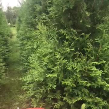 We have lots of large green giants