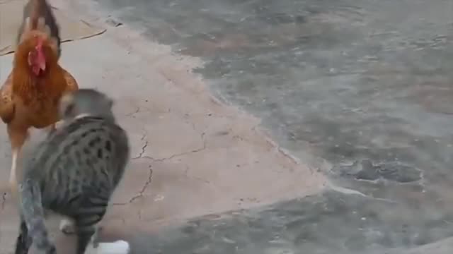 cat and hen fight #cat and chiken fight