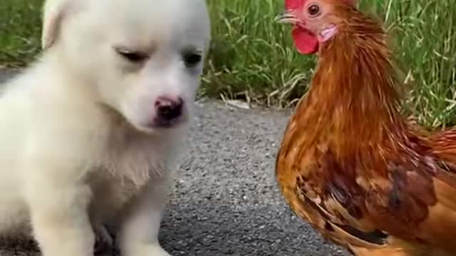 Rooster vs Parrot🤣