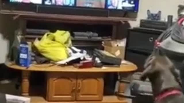 Dog rejecting china joe