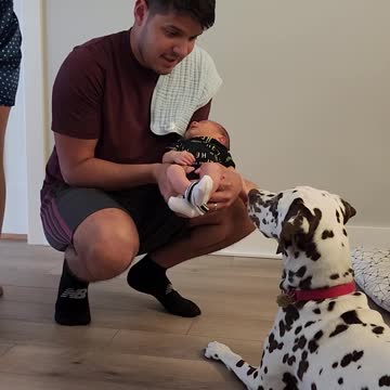 Family Dog Meets New Baby Addition