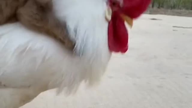 Dog and his friend rooster