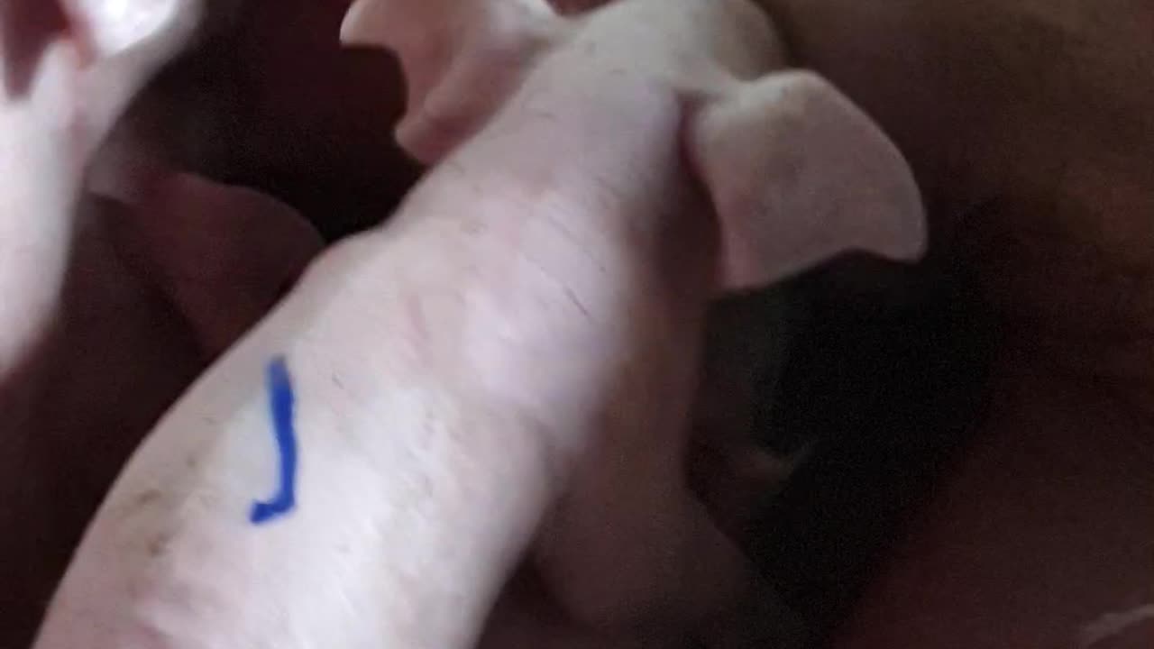 16 #pig #pigs #piggy #pigsofinstagram #piglet #minipig #piggies #oink #petpig