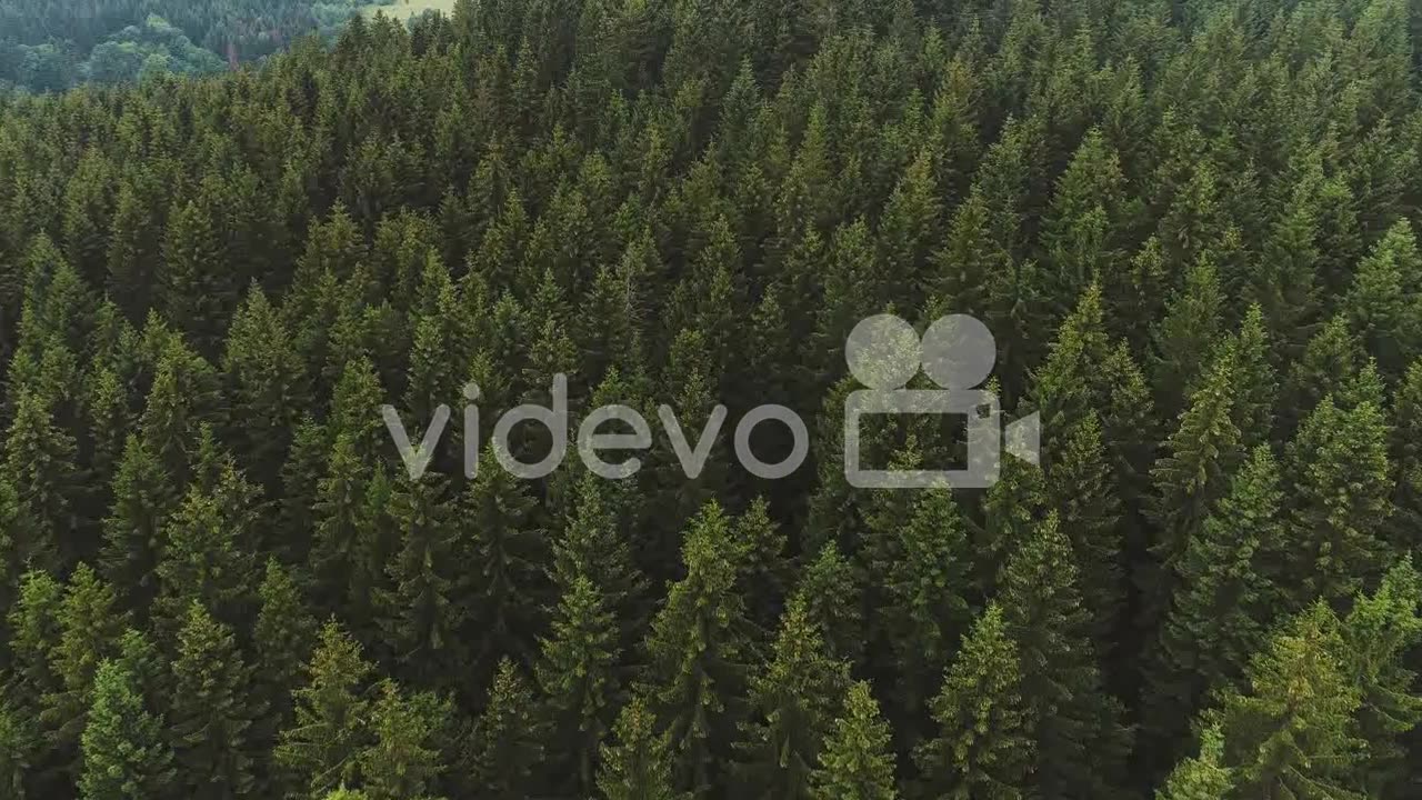 Flying over yhe beautiful forest trees landscape panorama