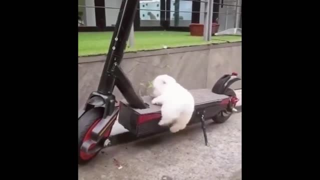 Funniest Cats And Dogs - Best Of The 2022 Funny Animal Videos.#46