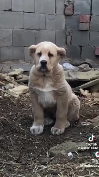 I never saw a dog with ears like that before