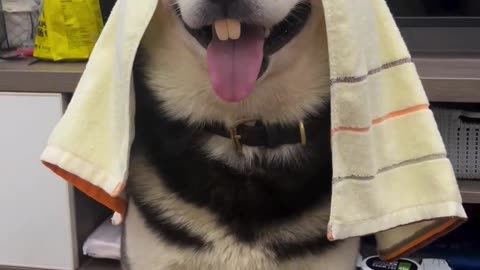 Funny dog