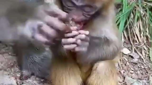 Greedy mom 🙈🐵